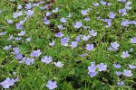 Geranium 'Blue Cloud' - bodziszek 'Blue Cloud'