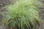 Carex ornithopoda 'Variegata' - Turzyca ptasie łapki pstra