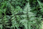 Athyrium niponicum 'Metallicum Cristatum' - Wietlica japońska
