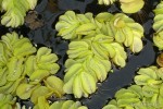 Salvinia natans - Salwinia pływająca