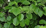 Hydrangea anomala subsp. petiolaris - hortensja pnąca