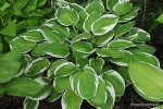 Hosta 'Arctic Circle' - Funkia