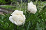 Paeonia lactiflora 'Coquette'' - Piwonia chińska