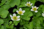 Caltha palustris 'Alba'	- Kaczeniec biały