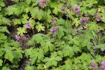 Geranium macrorrhizum - Bodziszek korzeniasty
