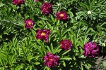 Paeonia lactiflora 'Edouard Andre' - Piwonia chińska