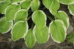 Hosta 'American Dream' - Funkia
