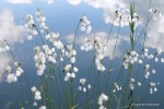 Eriophorum species - wełnianka