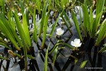 Stratiotes aloides - osoka aloesowata