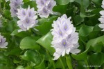Eichhornia crassipes - Hiacynt wodny