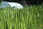 Acorus calamus - tatarak zwyczajny