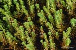 Myriophyllum aquaticum - Wywłócznik wodny