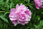 Paeonia lactiflora 'Dr Cords' - Piwonia chińska 