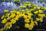 Caltha palustris - Kaczeniec błotny