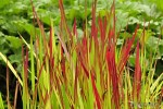 Imperata cylindrica 'Red Baron' - Imperata cylindryczna - czerwona
