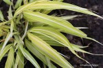 Hakonechloa macra 'Stripe It Rich' - Hakonechloa wysmukła