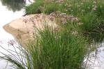 Butomus umbellatus - Łączeń baldaszkowaty