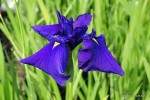 Iris ensata 'Loyalty' - Kosaciec mieczolistny