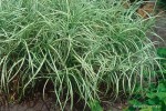 Carex muskingumensis 'Aureovariegata' - Turzyca muskingeńska