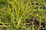 Alopecurus pratensis 'Aureovariegatus' - Wyczyniec łąkowy
