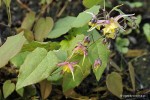 Epimedium 'Fire Dragon' - Epimedium