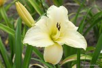 Hemerocallis 'Arctic Snow' - Liliowiec