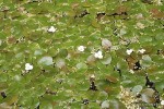 Hydrocharis morsus ranae -  Żabiściek pływający