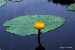 Nuphar lutea - Grążel żółty