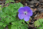 Geranium himalayense 'Baby Blue' - bodziszek himalajski