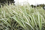 Glyceria maxima 'Variegata' - Manna mielec pstrolistna