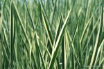 Acorus calamus 'Variegatus' - tatarak paskowany