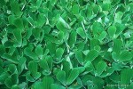 Pistia stratiotes	- Topian osokowaty