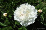 Paeonia lactiflora 'Comte d'Osmont' - Piwonia chińska