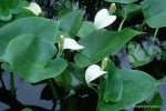 Calla palustris - Czermień błotna
