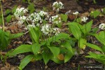 Allium ursinum - Czosnek niedźwiedzi