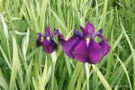 Iris ensata 'Variegata' - Kosaciec mieczolistny