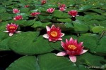Nymphaea 'Attraction' - Lilia wodna