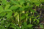 Arisaema amurense - Arisema amurska