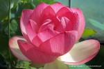 Nelumbo 'Mrs. Perry Slocum' - Lotos