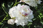 Paeonia lactiflora 'Avalanche' - Piwonia chińska
