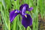 Iris ensata 'Edmonton' - Kosaciec mieczolistny