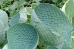 Hosta 'Abiqua Drinking Gourd' - Funkia