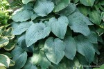 Hosta 'Azure Snow' - Funkia