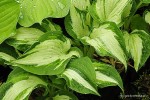 Hosta 'Allegan Fog' - Funkia