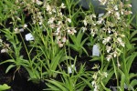 Epipactis palustris - kruszczyk błotny