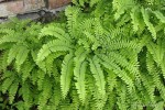 Adiantum pedatum - Adiantum stopowate
