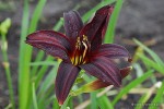 Hemerocallis 'Black Emanuelle - liliowiec