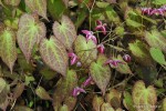 Epimedium rubrum - Epimedium czerwone