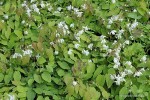 Epimedium youngianum 'Niveum' - Epimedium Younga