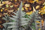 Athyrium niponicum 'Burgundy Lace' - wietlica japońska